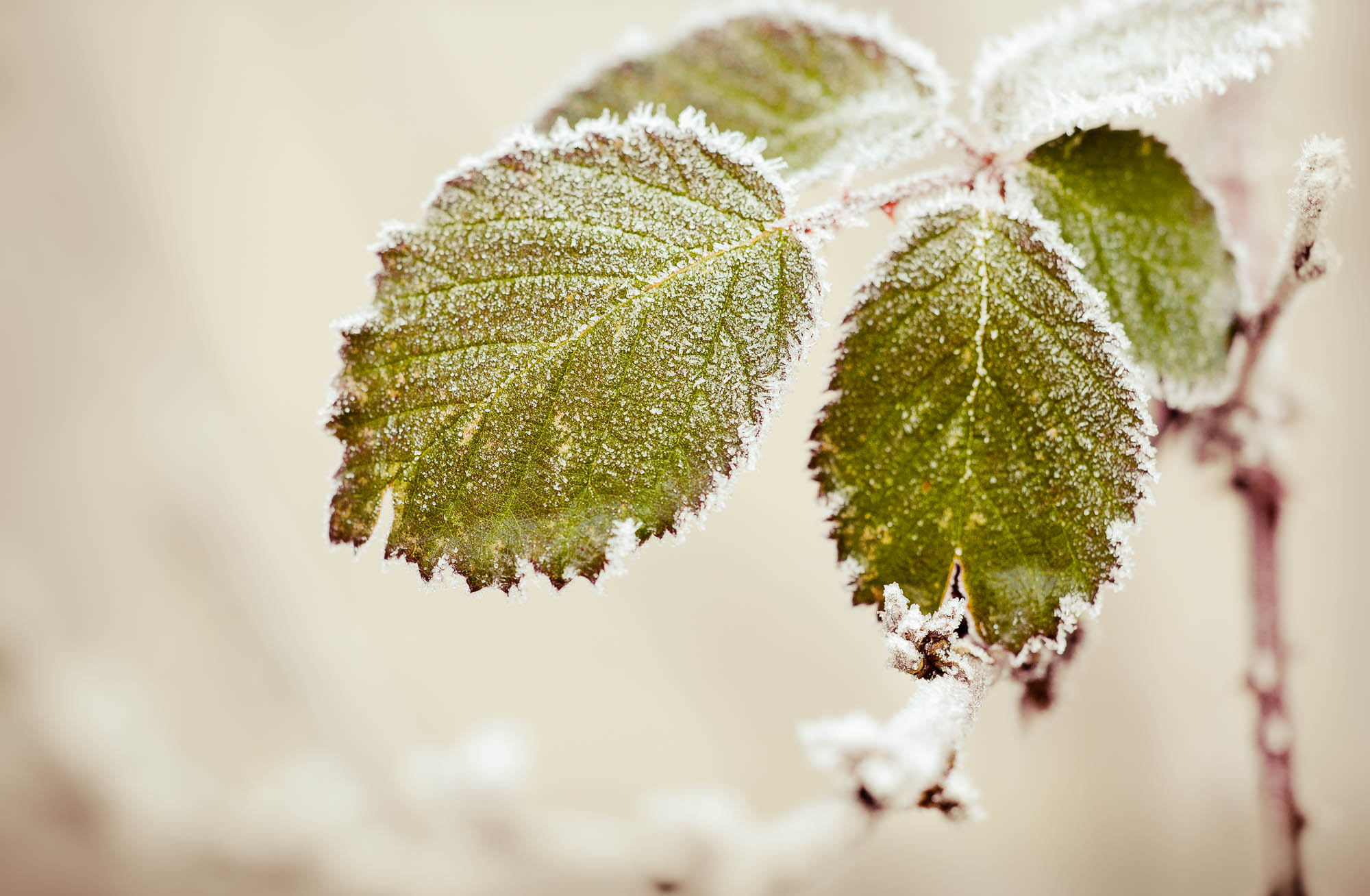 Red currant leaf with frost